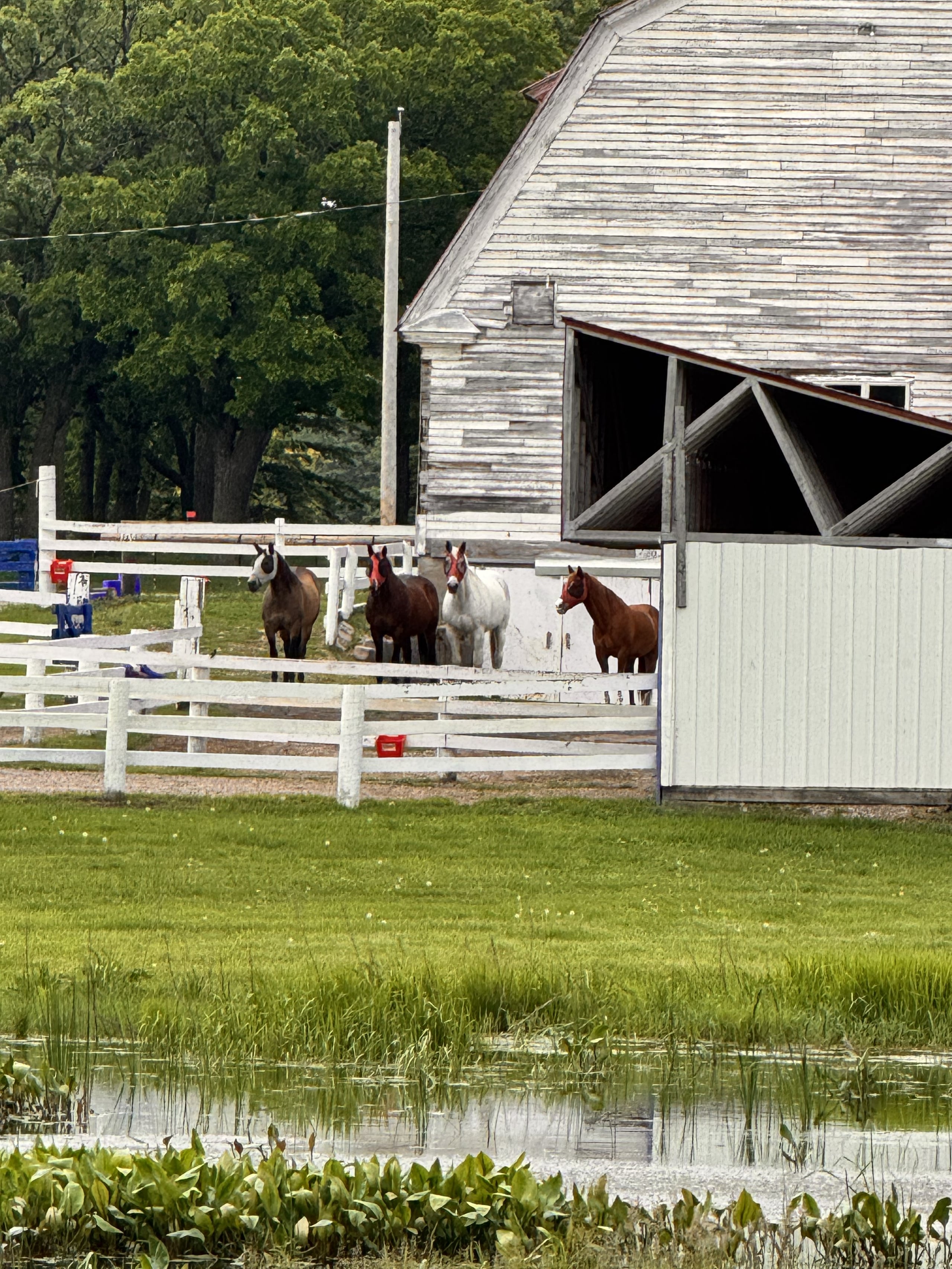 A group of horses connecting in a pasture