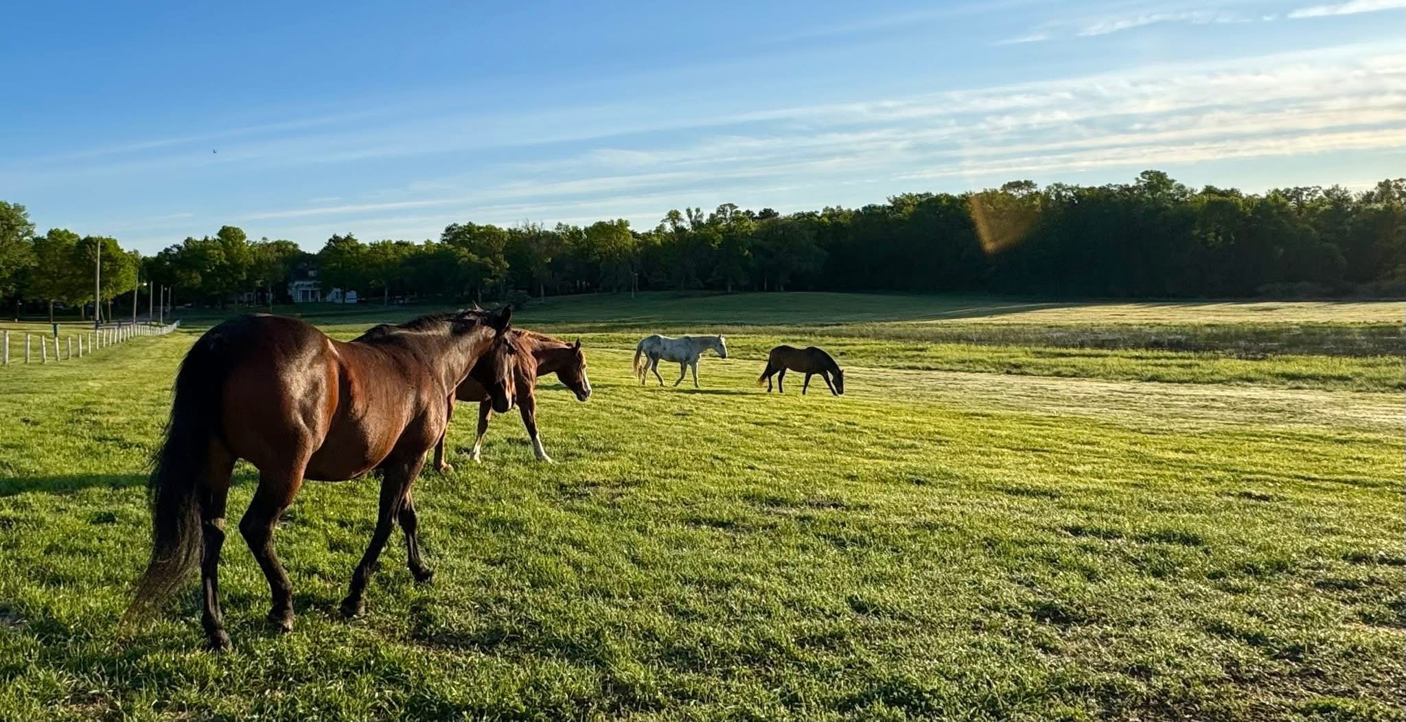 A group of horses in a pasture
