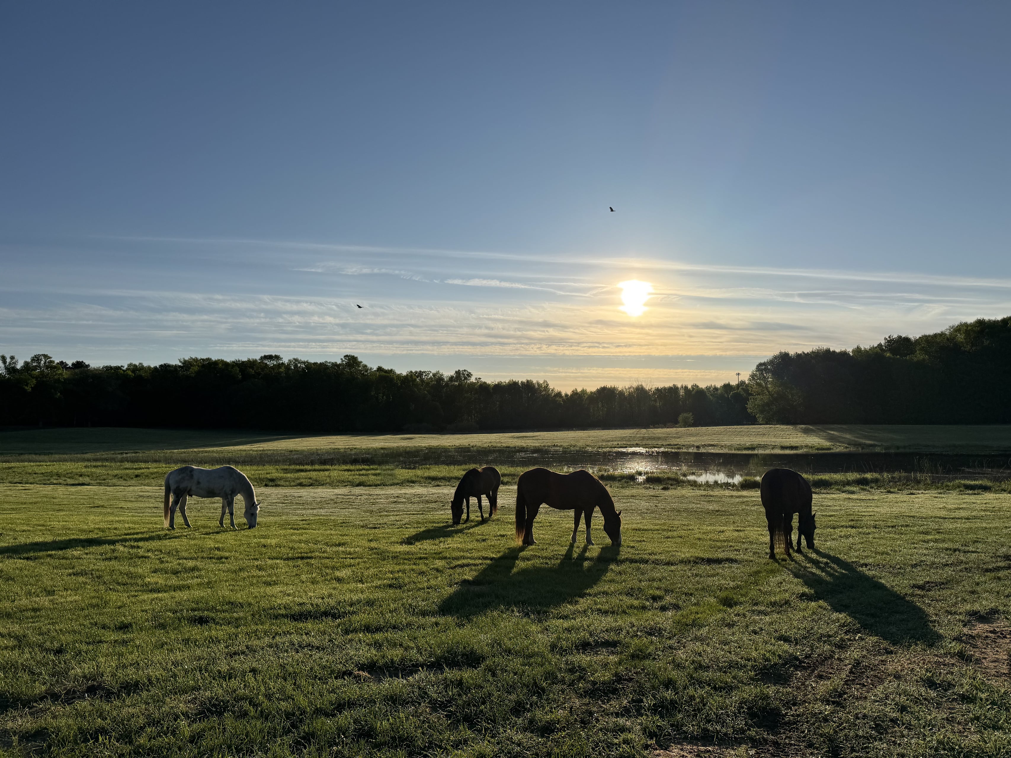 Horses in a pasture at sunset