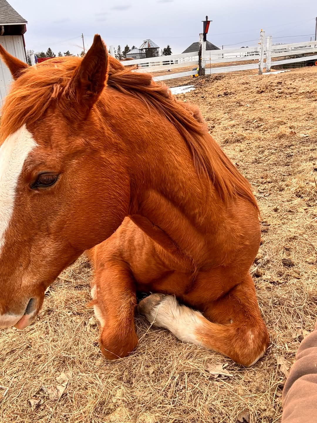 Maverick the horse laying down and relaxed