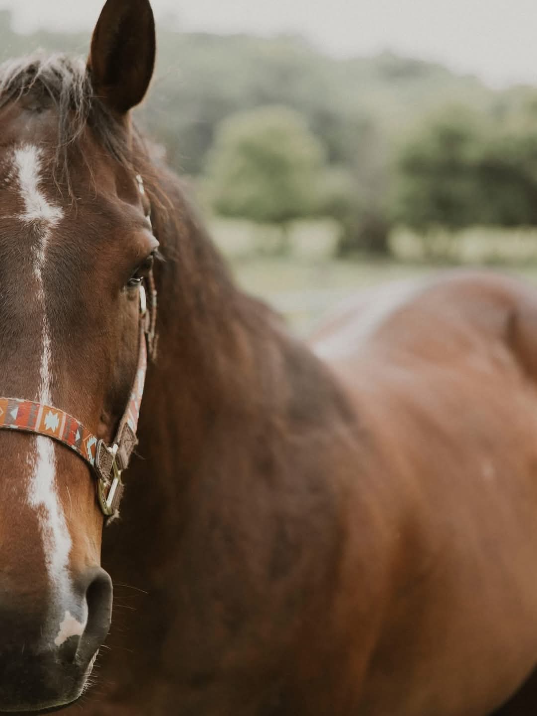 Drifter the horse