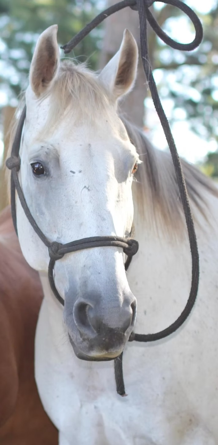 Rocket the horse