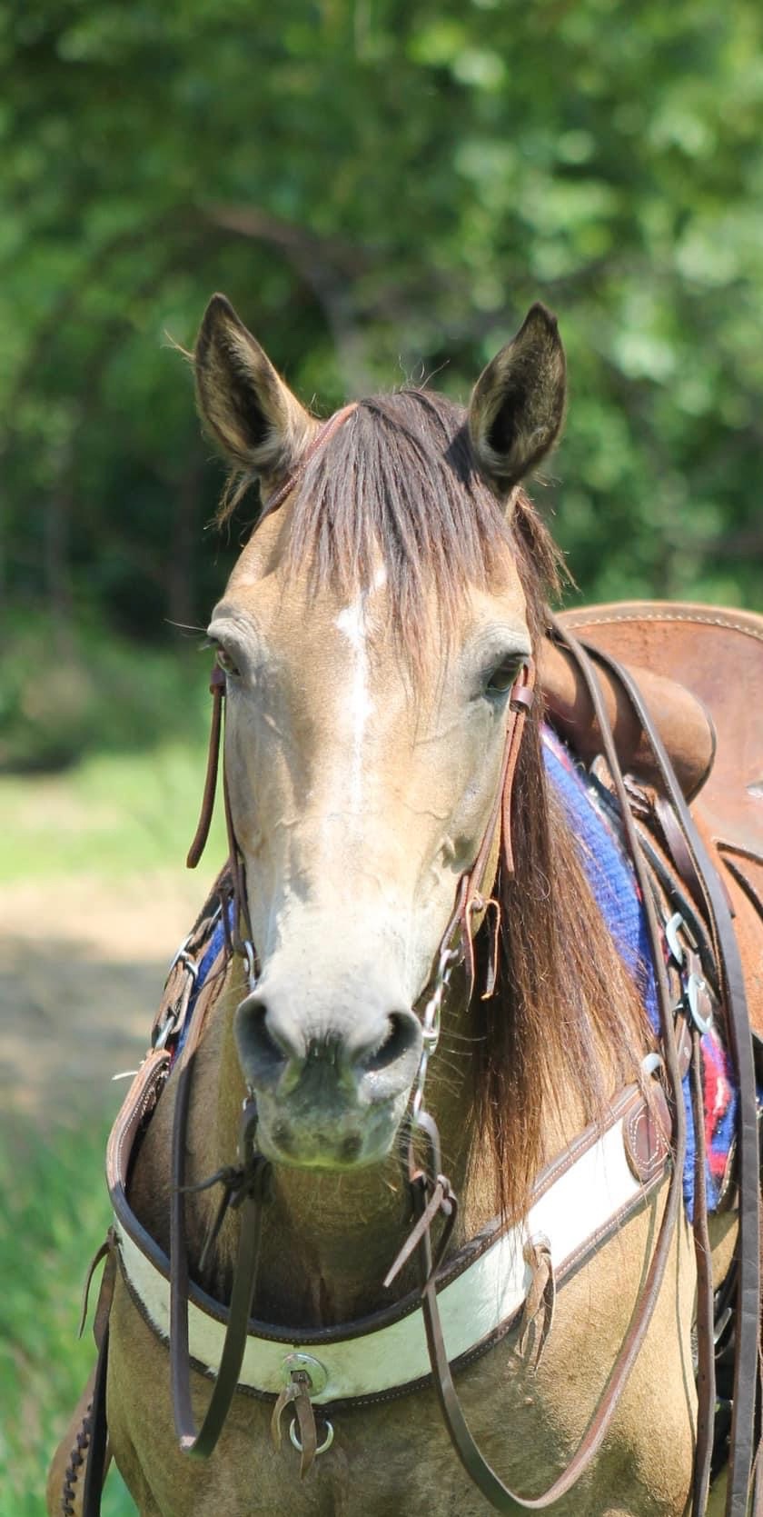 Nelly the horse