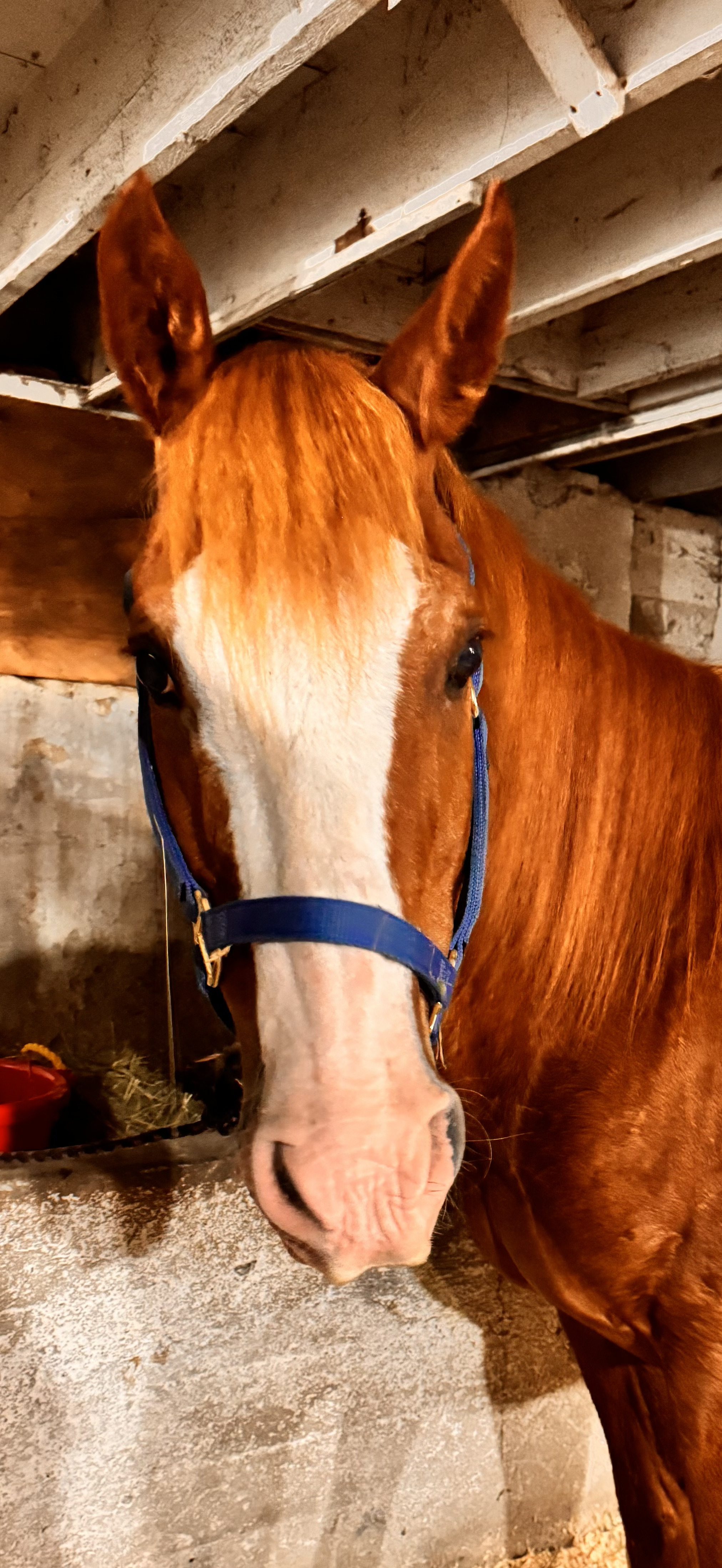 Maverick the horse